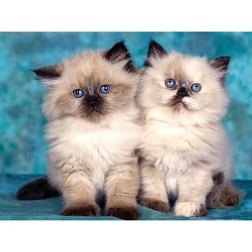 Full Square/Round Drill 5D DIY Animal Diamond Painting "Cat" 3D Rhinestone Embroidery Cross Stitch 5D Home