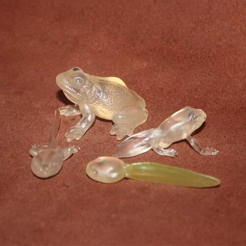 Pvc figure Baby animal frog tadpoles grow aids early childhood education model toys 4pcs/set