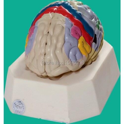 Functional Localization of Cerebral Cortex model, Cerebral cortex Function localization model