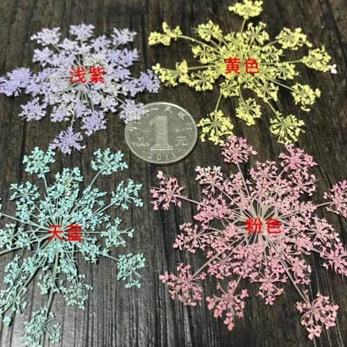 12pcs Pressed Dried Carrot Flower Queen Annes Lace Plants Herbarium For Jewelry Photo Frame Postcard DIY Making Accessories