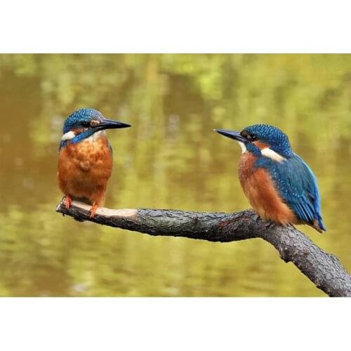 GATYZTORY DIY Frame Painting By Numbers Animal Wall Art Acrylic Paint By Numbers Bird Acrylic Canvas Home Decors Diy Gift Arts