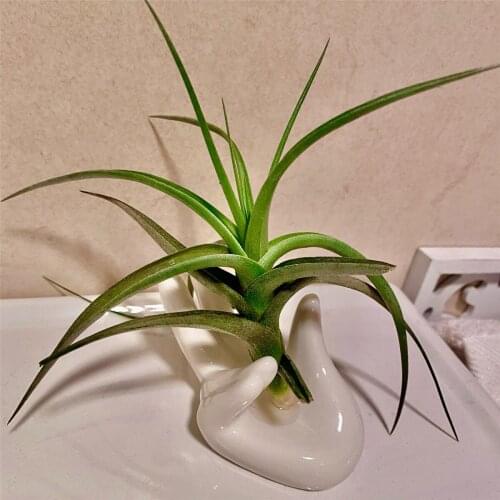 Hand Shape Ceramic Base Flower Planter Holder Ocarina White Garden Ornaments Air Plant Ceramic Hand Tabletop Tillandsia Holder