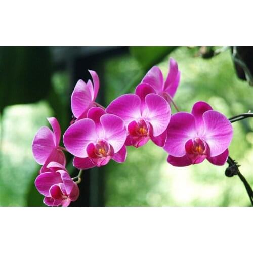 New Needlework Resin Diamond Embroidery Butterfly Orchid Diy Diamond Painting Rhinestones Full Drill Diamond