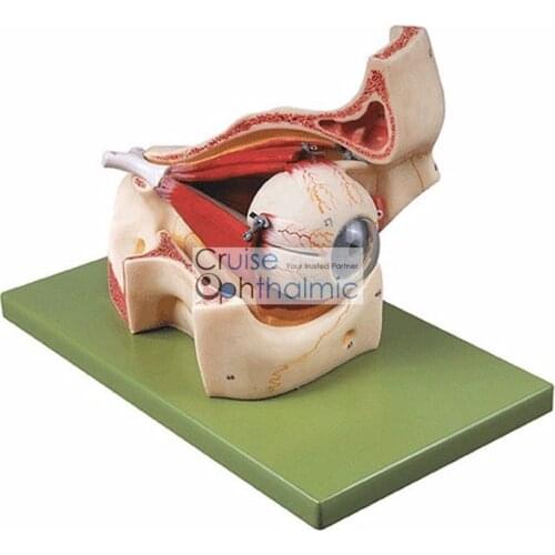 Premium Orbit and Ocular Muscles 5X Eyeball Model | For teaching and demonstration Eye Model | Anatomical Eyeball Model