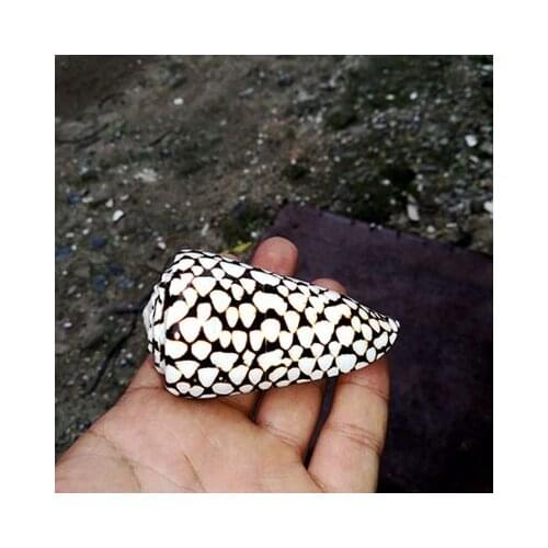 Fish scales, conch, conch, shell, fish tank, platform, window, shooting, props, ornaments home decoration