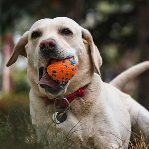 Dog Toys Chetitay China