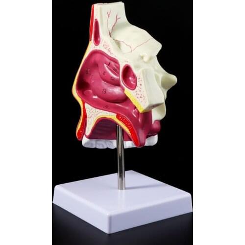 Human Nasal Cavity Anatomy Model Nose Cavity Structure For Science Classroom Study Display Teaching