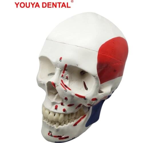 Anatomical Muscular Skull Model Real Size Human Anatomy Model Head Skeleton With Tooth Teeth Medical Dental Teaching Supplies
