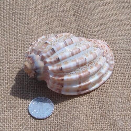 Natural carambola snails about 10cm, conch shells, platform weddings, aquarium fish tanks, fish bowls