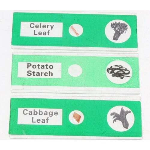 12Pcs/Box Prepared Glass Microscope Slides Biology Specimen Kids Education