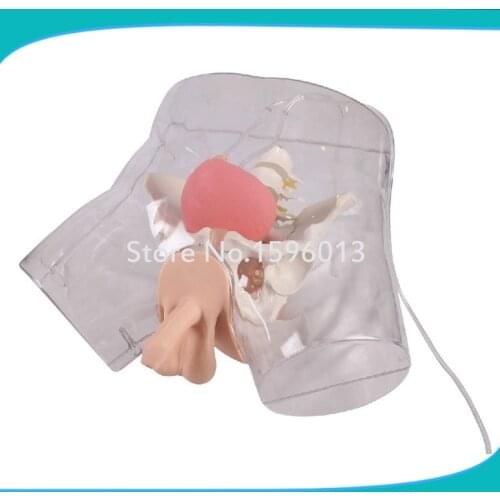 Transparent Male Urethral Catheterization Simulator,Clinical Nursing Model
