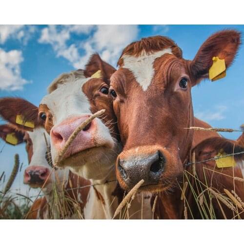 5D DIY Diamond Painting Farm-cattle Full Square/Round 3D Diamond Embroidery animal Pictures Of Rhinestones Home Decoration TY942