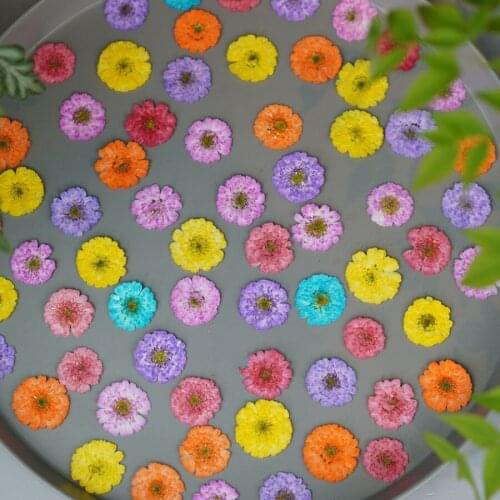 120pcs Dried Pressed Sakura Daisy Flower Plant Herbarium For Jewelry Bookmark Postcard Phone Case Photo Frame Craft DIY Making