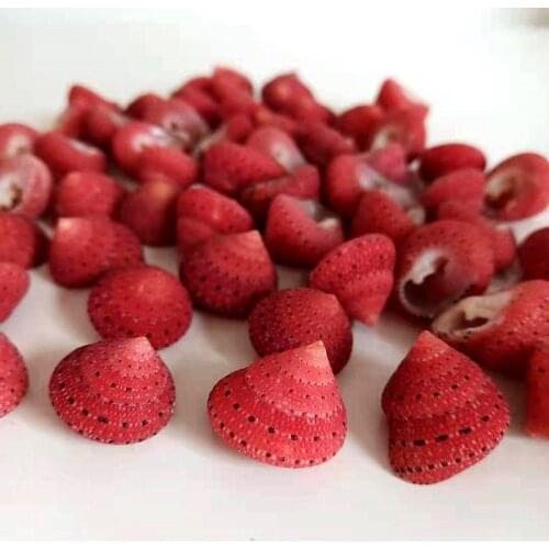 Natural Shell Conch Strawberry Bell Conch Home Decoration Hermit Crab Replacement Shell Photography Props Childrens Gift