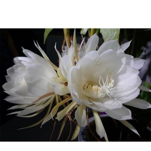 Full Diamond Painting flowers Epiphyllum 40cm*30cm for the Bedroom 3D Square Diamond Mosaic mural Diy Diamond Embroidery