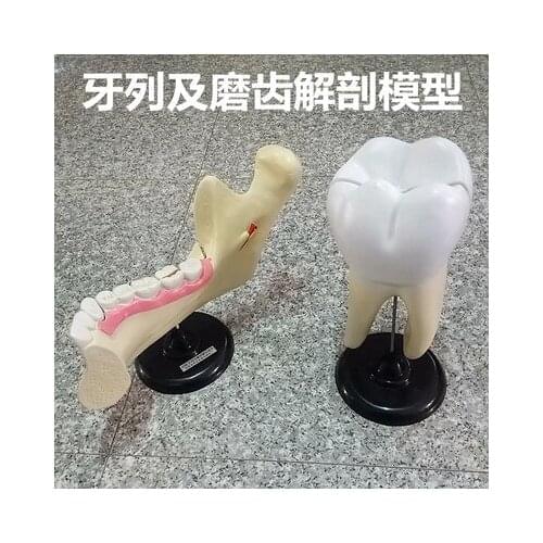 Dental laminates and grindstones are used to enlarge the teaching apparatus of teeth.free shipping