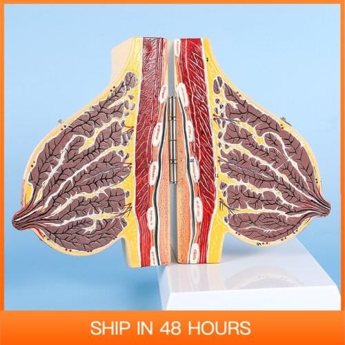 Supply Breast Model During Lactation Medical Teaching Anatomical Human Female Chest Structure Supplies