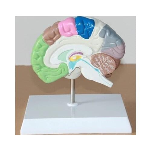 1:1Human brain Dissection model Partition Cerebral artery nerve Medical Teaching free shipping