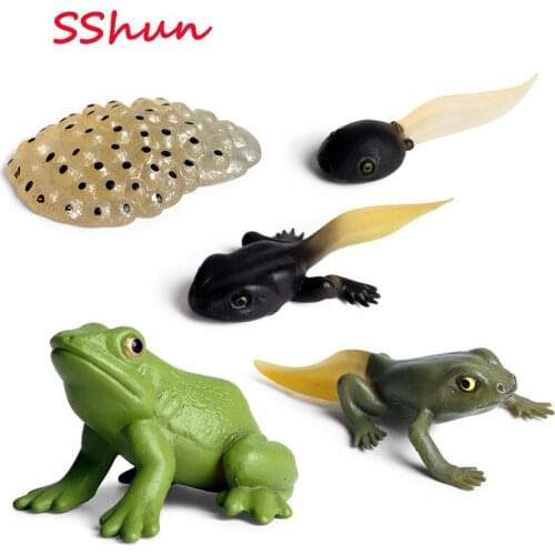 Mini Animal Set Toys Simulation animal growth cycle model frog children science and education plastic toy