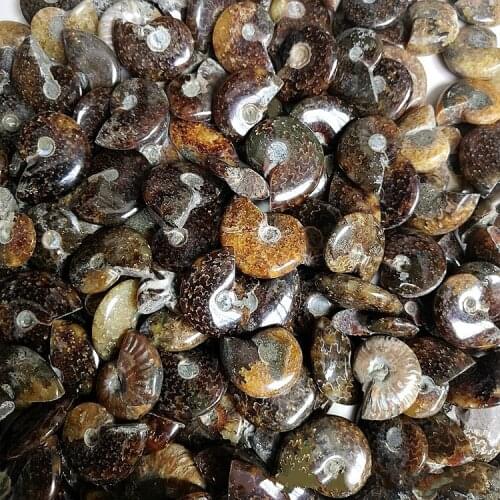 Natural rough snail fossil transport snail Feng Shui snail