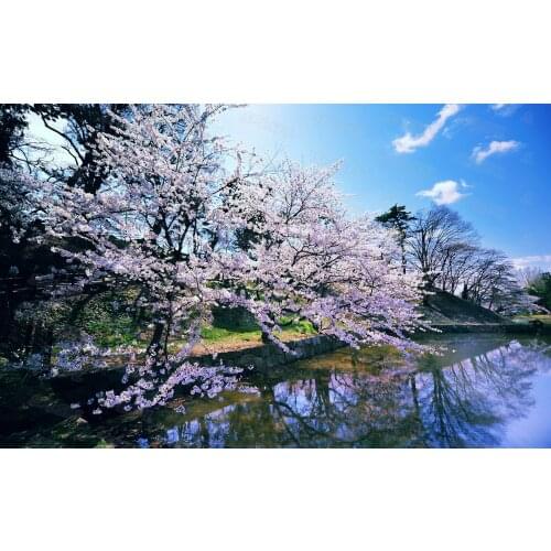 Diy Diamond Painting Beautiful Natural Scenery Night Riverside Flower Tree Scenery Pond Lotus Personality Decorative Painting