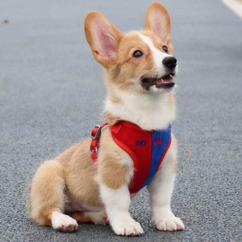 Soft Suede Puppy Dog Cat Harness Leash Set For Small Medium Dogs Walking Fashion Patchwork Corgi Vest Harness Pet Accessories