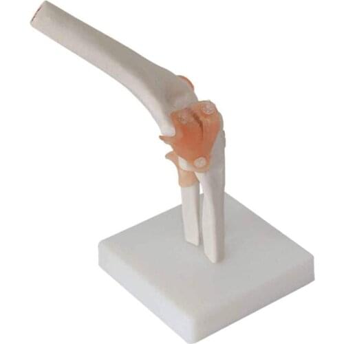 Elbow Joint Ligament Skeleton Medical Anatomy Model Dropshipping