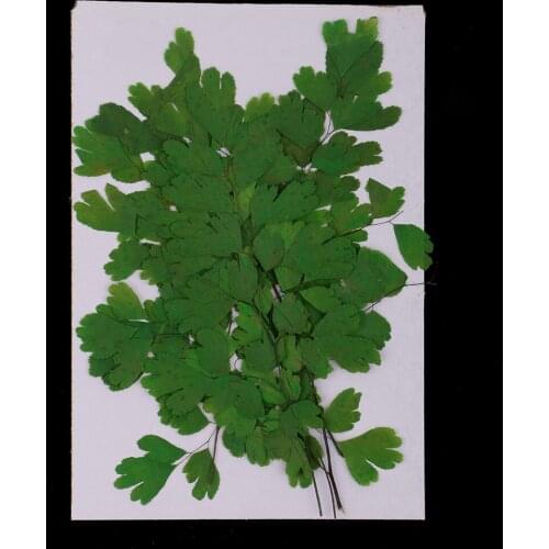 12Pieces Pressed Leaves Natural Dried Flowers DIY Scrapbooking Embellishment