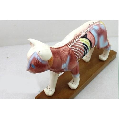 Cat acupuncture model animal anatomical model acupuncture teaching practice training model mold