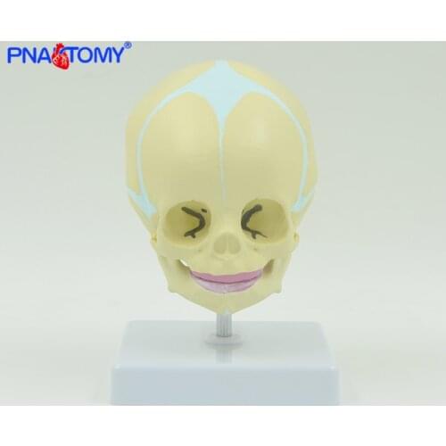Life size fetal skull model baby baby head child skull anatomy fetus skeleton movable jaw medical teaching tool anatomic PNATOMY