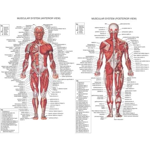 Trend Human Muscle System Posters Silk Anatomy Chart Human Body School Medical Science Educational Supplies Home Decoration