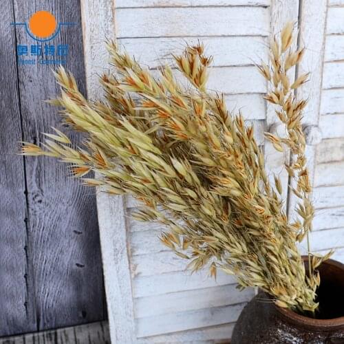 50pcs dried natural flower bouquets natural dried ear of oats bouquets oats ear bunches