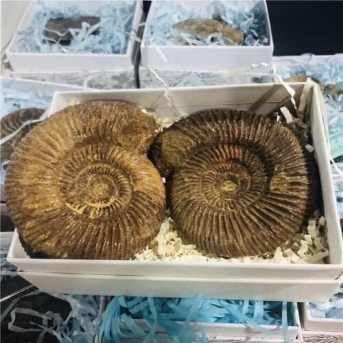 Natural Paleontological Fossil Ammonoid Mineral Geological Teaching Specimen Raw Rough Gemstone Decoration Collection Gift