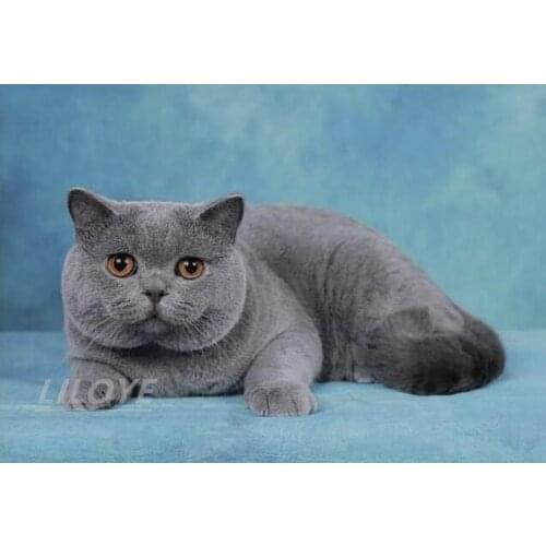 British Shorthair Cat 5D DIY Diamond Painting Full Square Round Mosaic Embroidery Cross Stitch Kit Art Room Decor Sticker DF658