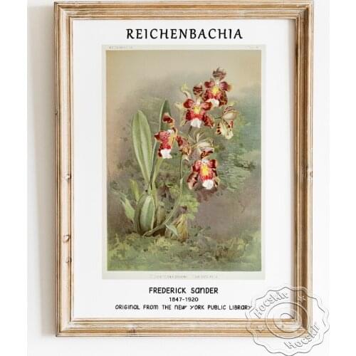 Frederick Sander Exhibition Museum Poster, Odontoglossum Harryanum From Reichenbachia Orchids Wall Stickers, Modern Home Decor