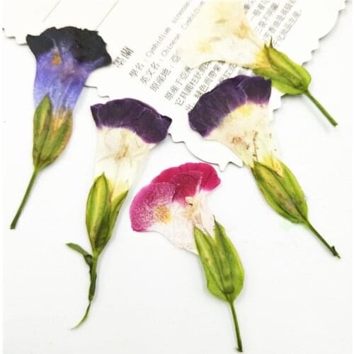 24pcs,Natural Pressed Flower with stem,Real flower for DIY Wedding invitation gift Bookmark Decoration,Scented candle decor