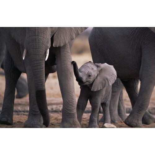 Baby Elephant Standing with the Elders Art print Silk poster Home Wall Decor