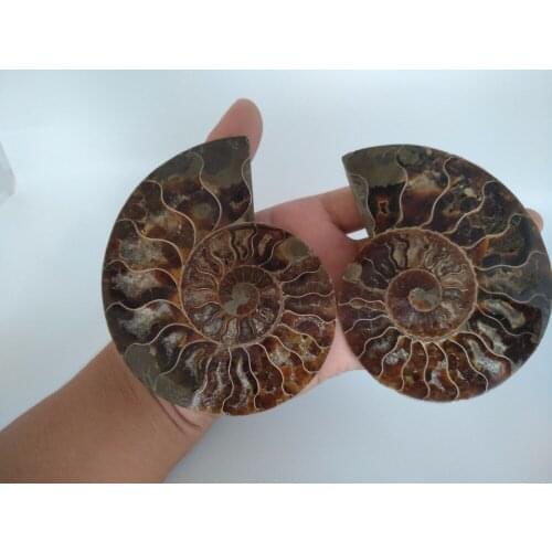 A pair of natural conch fossilized specimens from Madagascar beautifully arranged
