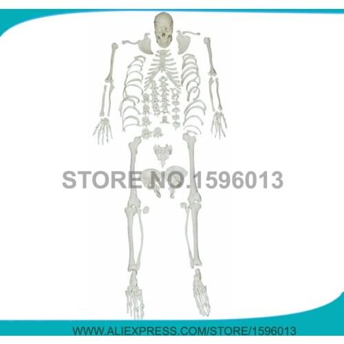 Disarticulated Whole Body Skeleton Model, Disarticulated Skeleton with Skull,Disarticulated Human Body Skeleton model