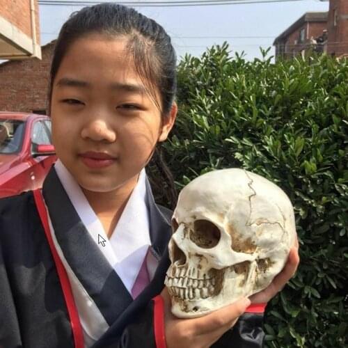 Wholesale 11*6cm Mini gold skull Halloween head mannequin, resin skull, medical art, copying, drawing, sculpture ghost. M01007