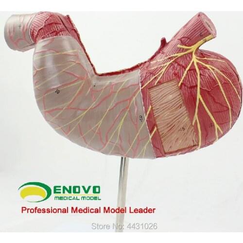 ENOVO Human stomach anatomy model human digestive anatomy system medical organ digestive system model
