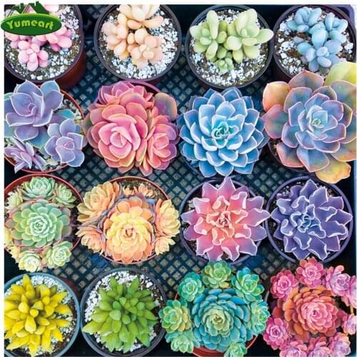Yumeart Diamond Painting Sweet Succulents Full Square Drill Beaded Painting Mosaic Diamond Embroidery Sale Set Cross Stitch Kits