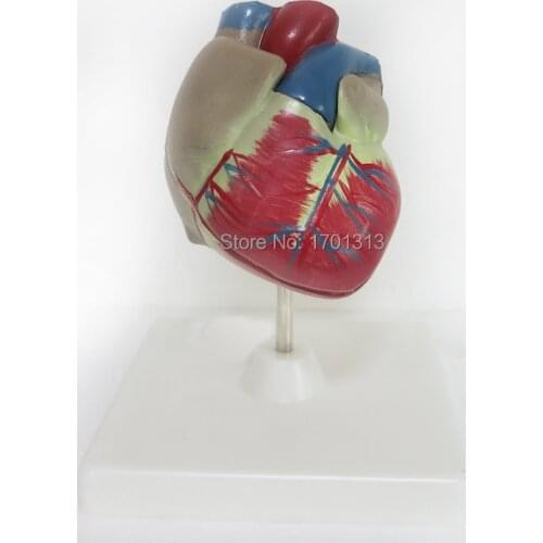 1:1 PVC High Quality Cardiac anatomy model Medical teaching tool art tool instructional tool Clinic Figurines