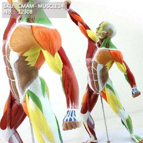 CMAM/12308 Muscle, 55cm, full body, colored, Plastic Human Body Muscle Teaching Anatomical Model
