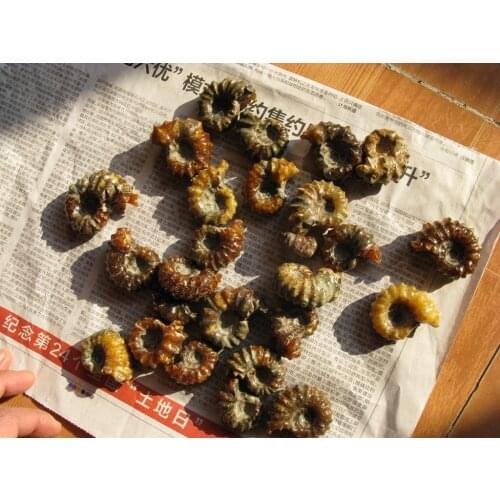 840g 28pcs Rare Polished "Goat Horn" Douvilleiceras Ammonite Fossil