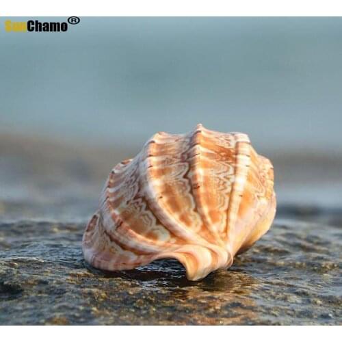 Snail Piano Natural Conch Shell Coiled Shellfish Fish Hermit Crab Shell Fleshy Flowerpot Fish Tank Landscaping Decoration Crafts