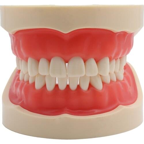 Dental Model Teaching Model Teeth Model Standard with 32 Screw-in Teeths Demonstration Soft Gum