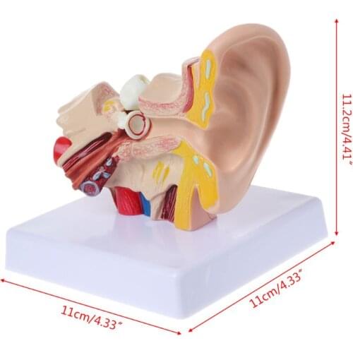 1.5 Times Life Size Human Ear Anatomy Model OrganMedical Teaching Supplies Professional