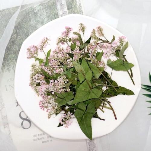 12pcs/5-10cm,Nature Pressed Buckwheat Mini flower branch,white pink blossom for DIY Wedding invitations Photo Bookmark Gift Card