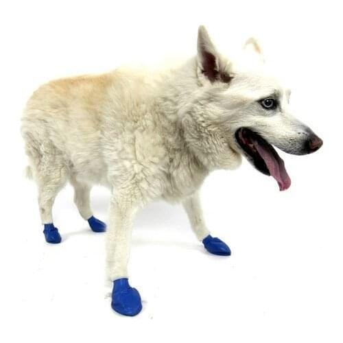 Pawz Pet Supplies